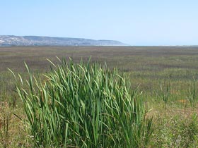 Tijuana Estuary